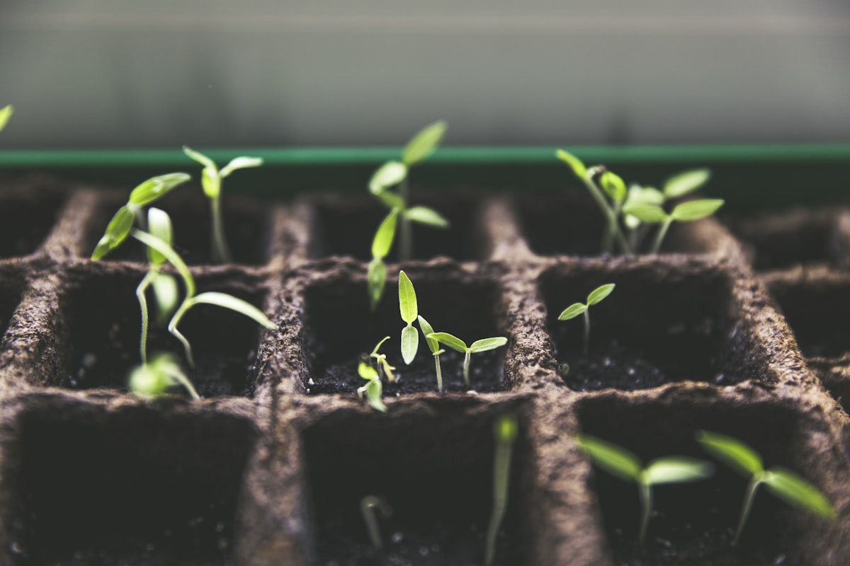 Person planting herbs in small pots at home — frugal living tips