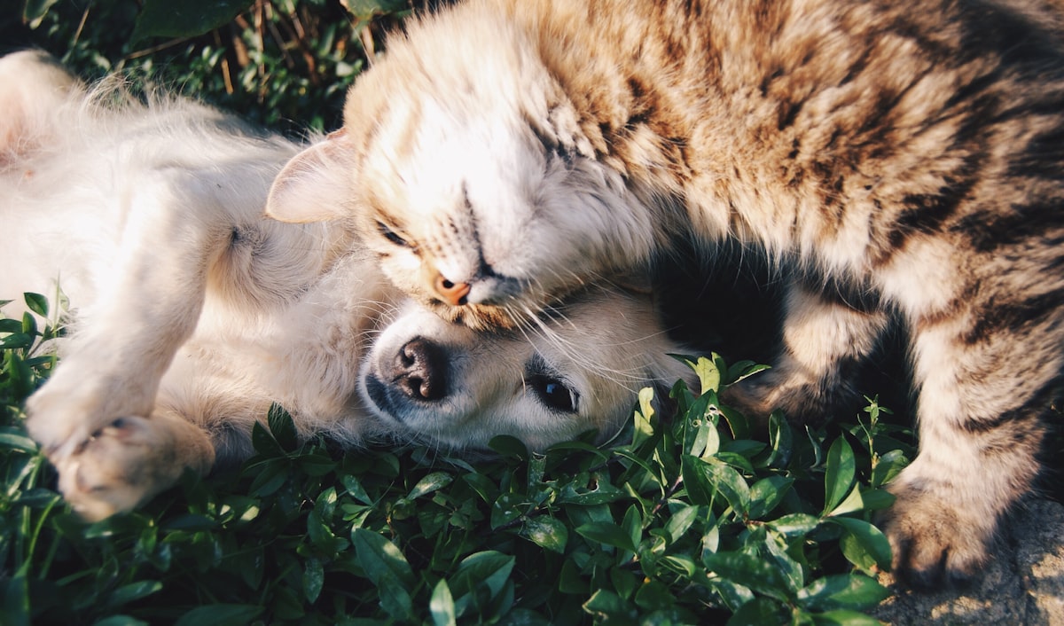 Dog and cat resting together at home — pet care costs