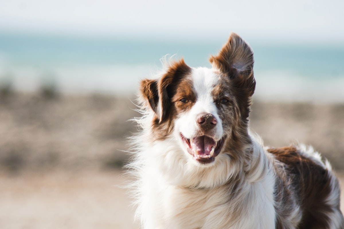 save money on pet care